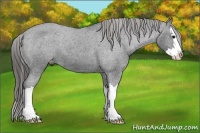 Horse Color:Black Sabino Splash Appaloosa