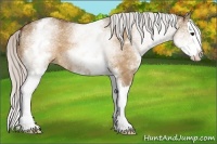 Horse Color:White Spotted Silver Bay Dun Sabino Splash 