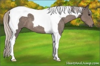 Horse Color:Silver Blue Roan Tobiano