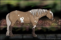 Horse Color:White Spotted Silver Bay Dun