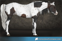 Horse Color:White Spotted Brown Mushroom Tobiano  and White Spotted Liver Red Onyx Mushroom Sabino 