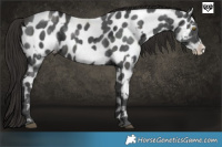 Horse Color:Liver Chestnut Ice Near Leopard  and Liver Chestnut Ice Frame Near Leopard 