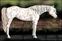 Horse Color:Gold Champagne Near Leopard  and Gold Champagne Near Leopard 