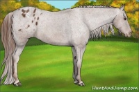 Horse Color:Chestnut Appaloosa 