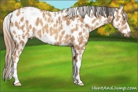 Horse Color:Amber Champagne Appaloosa  and Gold Champagne Appaloosa 