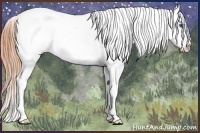 Horse Color:Sable Cream Champagne Dun Splash Appaloosa 