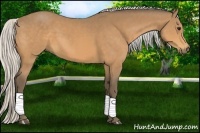 Horse Color:Silver Buckskin 