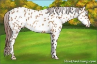 Horse Color:Amber Champagne Appaloosa and Amber Champagne Frame Appaloosa