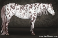 Horse Color:Chocolate Silver Black Chinchilla Appaloosa  and Chocolate Brown Chinchilla Appaloosa Rabicano 