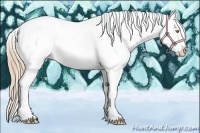 Horse Color:Gold Champagne Appaloosa  and Gold Champagne Dun Appaloosa 