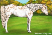 Horse Color:Gold Champagne Appaloosa  and Gold Champagne Frame Appaloosa 