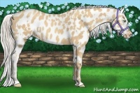 Horse Color:Gold Cream Champagne Appaloosa  and Gold Cream Champagne Appaloosa Rabicano 