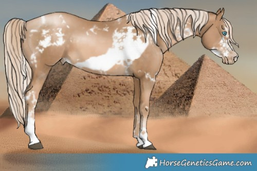 Horse Color:White Spotted Liver Chestnut Snowdrop Pearl  and White Spotted Liver Chestnut Snowdrop Pearl Sabino Frame 