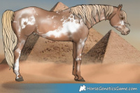 Horse Color:White Spotted Liver Chestnut Pearl  and White Spotted Liver Chestnut Pearl Sabino Frame 