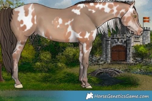 Horse Color:Silver Sable Champagne Appaloosa  and Sable Champagne 