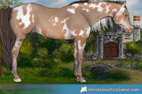 Horse Color:Silver Sable Champagne Near Leopard  and Sable Champagne 