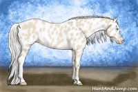 Horse Color:Cremello Sabino Appaloosa 