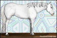 Horse Color:Chocolate Palomino Appaloosa and Palomino Appaloosa Rabicano