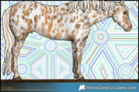 Horse Color:Chocolate Palomino Appaloosa  and Palomino Appaloosa Rabicano 