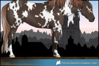 Horse Color:White Spotted Liver Chestnut