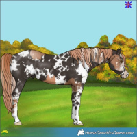 Horse Color:White Spotted Liver Chestnut Pearl Sabino and White Spotted Liver Chestnut