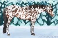 Horse Color:White Spotted Bay Appaloosa and Bay Splash Tobiano Appaloosa