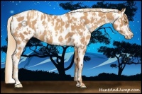 Horse Color:Gold Champagne Appaloosa  and Gold Champagne Appaloosa 