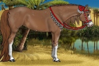 Horse Color:Chestnut Sabino 