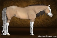 Horse Color:Amber Champagne Splash 