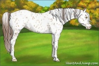 Horse Color:Amber Champagne Appaloosa  and Amber Champagne Appaloosa 
