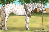 Horse Color:Gold Champagne Appaloosa and Gold Champagne Appaloosa