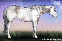 Horse Color:White Spotted Brown Roan Dun 