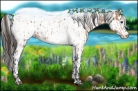 Horse Color:Bay Appaloosa and White Spotted Brown Frame Appaloosa Rabicano