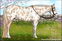 Horse Color:Gold Cream Champagne Sabino Near Leopard  and Gold Champagne Sabino Near Leopard 