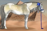 Horse Color:White Spotted Chocolate Palomino Pearl Onyx Brindle  and White Spotted Chocolate Palomino Onyx Frame Brindle 