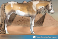 Horse Color:White Spotted Chocolate Palomino Pearl Onyx Mushroom Brindle  and White Spotted Chocolate Palomino Onyx Mushroom Frame Brindle 