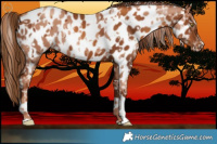Horse Color:Gold Champagne Near Leopard and Gray Gold Champagne Near Leopard