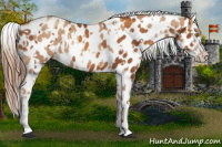 Horse Color:Gold Champagne Appaloosa  and Gray Gold Champagne Appaloosa 