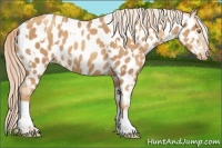 Horse Color:Gold Champagne Appaloosa and Gold Champagne Appaloosa