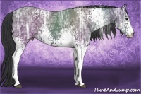 Horse Color:White Spotted Black Ice 