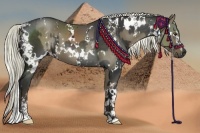 Horse Color:White Spotted Liver Red Dun  and White Spotted Liver Chestnut Sabino 