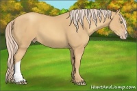 Horse Color:Gold Cream Champagne 
