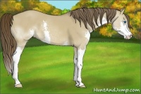 Horse Color:Liver Red Dun Splash 