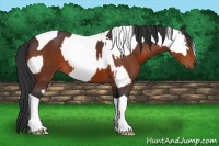Horse Color:Amber Champagne Leopard  and Bay Tobiano 