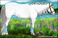 Horse Color:Blue Roan Appaloosa