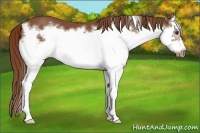 Horse Color:Chestnut Splash Frame
