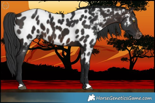 Horse Color:Brown Appaloosa 
