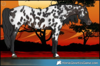 Horse Color:Brown Appaloosa