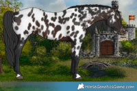 Horse Color:Brown Appaloosa