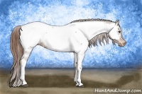 Horse Color:Chestnut Tobiano Appaloosa 